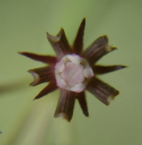 Schizoglossum bidens subsp. atrorubens flower